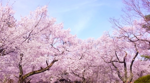 5c14926204f1f53a159fcfd3063ba075_t春満開.jpeg